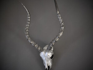 Impala Skull - Silver