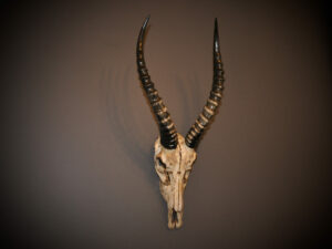 Blesbok Carved African Game Skull