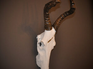 Red hartebees carved skull
